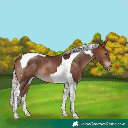 Horse Color:Silver Brown Tobiano 