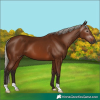 Horse Color:Gray Silver Bay 