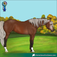Horse Color:Gray Silver Bay 
