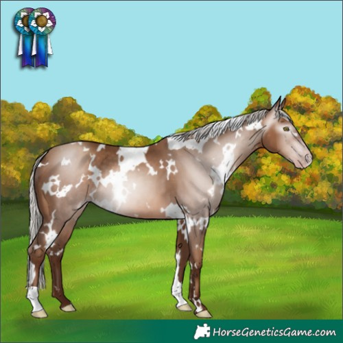 Horse Color:Gray White Spotted Silver Sable Champagne 