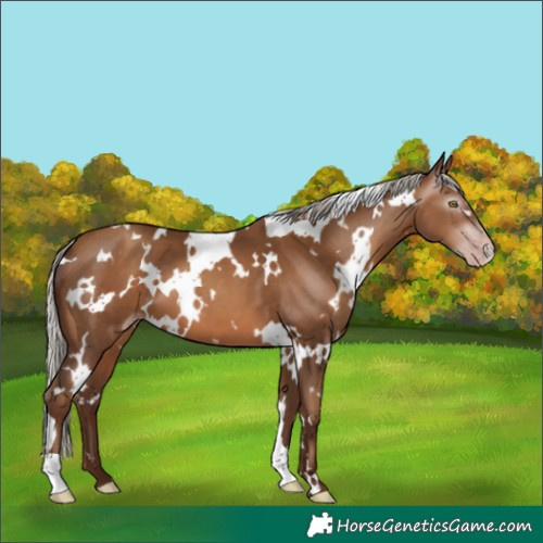 Horse Color:Gray White Spotted Silver Sable Champagne 