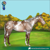Horse Color:Gray White Spotted Silver Sable Champagne 