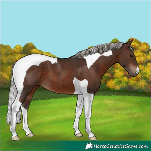 Horse Color:Silver Brown Tobiano 