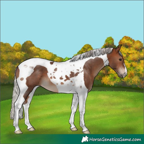 Horse Color:Silver Brown Tobiano 