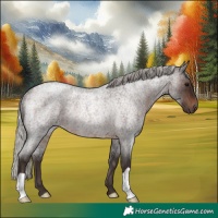 Horse Color:Silver Brown Roan Rabicano