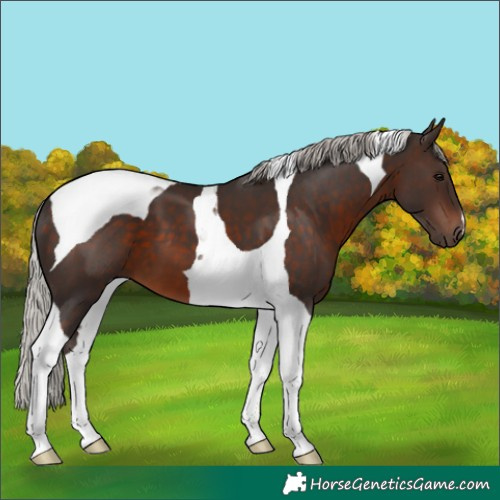 Horse Color:Silver Brown Tobiano