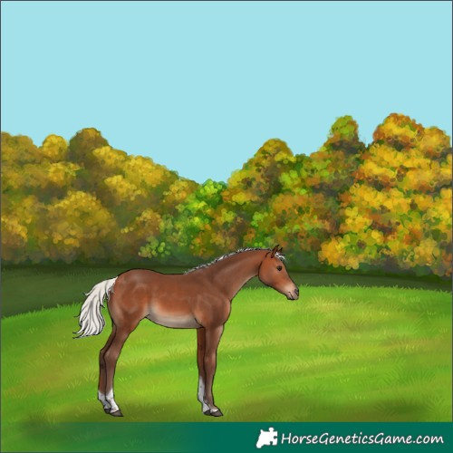 Horse Color:Silver Brown Tobiano 
