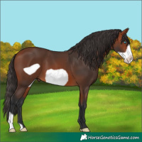 Horse Color:Bay Frame 