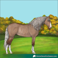Horse Color:Silver Brown Dun Rabicano