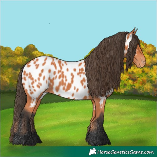 Horse Color:Bay Appaloosa 