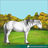 Horse Color:White Spotted Blue Roan Splash Frame Appaloosa