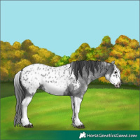Horse Color:White Spotted Blue Roan Splash Frame Appaloosa