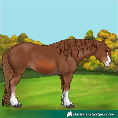 Horse Color:Chestnut 