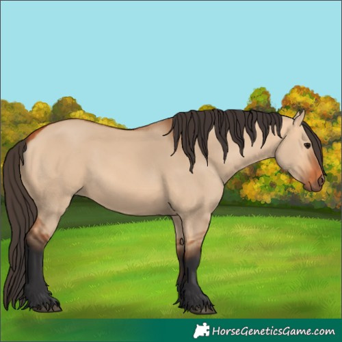 Horse Color:Bay Dun 