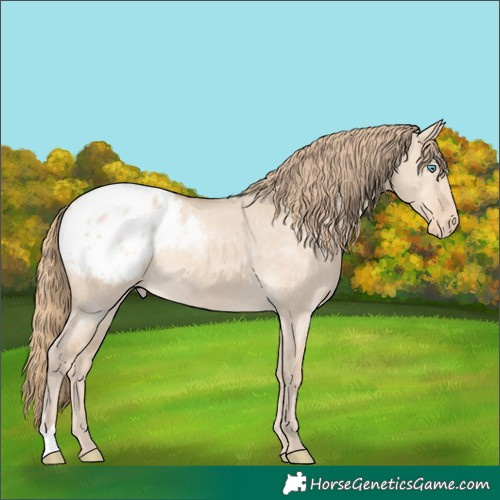 Horse Color:Perlino Dun Appaloosa Rabicano 