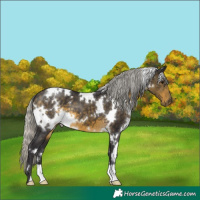 Horse Color:White Spotted Silver Buckskin 