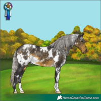Horse Color:White Spotted Silver Buckskin