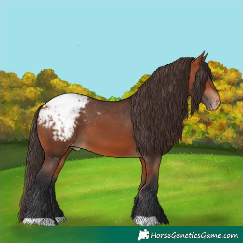 Horse Color:Bay Appaloosa 