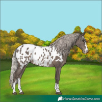 Horse Color:Silver Black Near Leopard