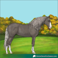 Horse Color:Silver Black