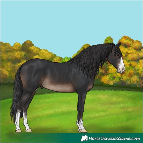 Horse Color:Brown Sabino 
