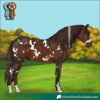 Horse Color:White Spotted Liver Chestnut