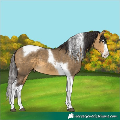 Horse Color:Buckskin Dun Splash Tobiano 