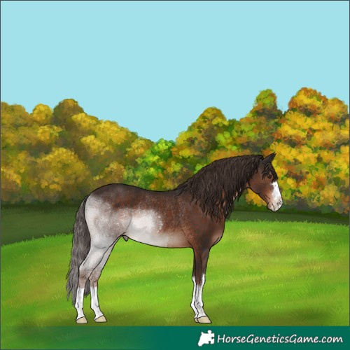 Horse Color:Liver Chestnut Rabicano 