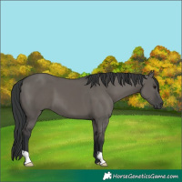 Horse Color:Grullo 