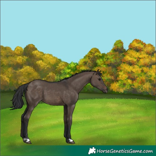 Horse Color:Brown Dun 