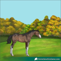 Horse Color:Brown Dun Sabino Brindle
