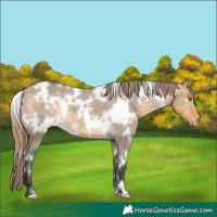 Horse Color:White Spotted Buckskin Dun Appaloosa