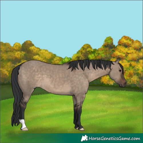 Horse Color:Brown Dun