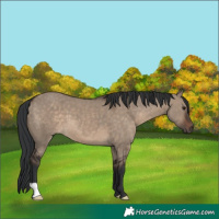 Horse Color:Brown Dun