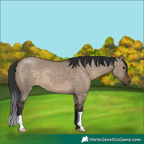 Horse Color:Brown Dun