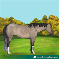 Horse Color:Brown Dun 
