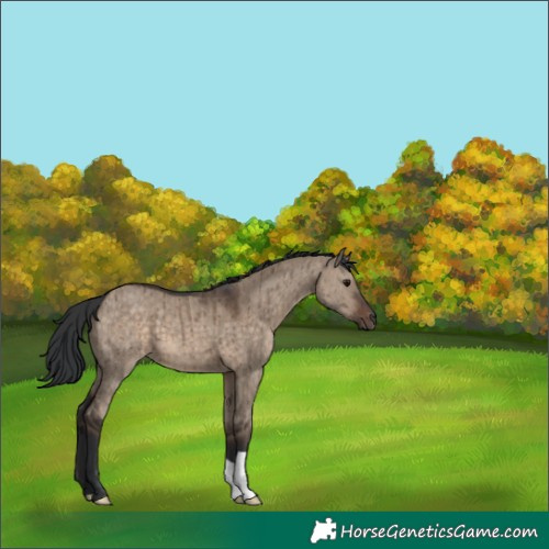 Horse Color:Brown Dun Brindle 