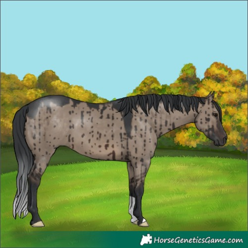 Horse Color:Brown Dun Brindle 