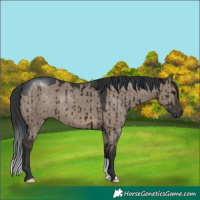 Horse Color:Brown Dun Brindle
