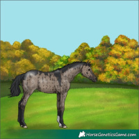 Horse Color:Brown Dun Brindle