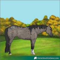 Horse Color:Grullo Brindle
