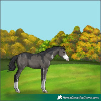Horse Color:Grullo Sabino 