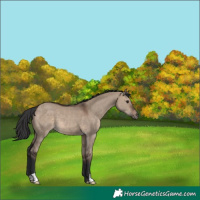 Horse Color:Brown Dun 