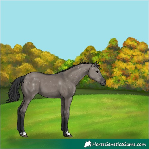 Horse Color:Grullo 