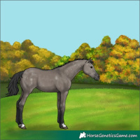 Horse Color:Grullo 