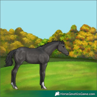 Horse Color:Black 