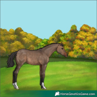 Horse Color:Brown Dun 
