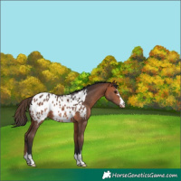 Horse Color:Bay Blanket