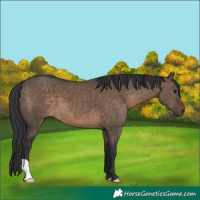 Horse Color:Brown Dun