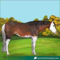 Horse Color:Bay Splash